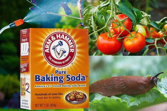 Stop Using chemical PH up: 15 Effective baking soda uses for plants in gardens